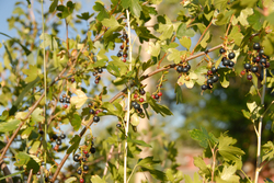 Currant (uned.jpg